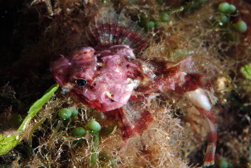 Famiglia Scorpaenidae